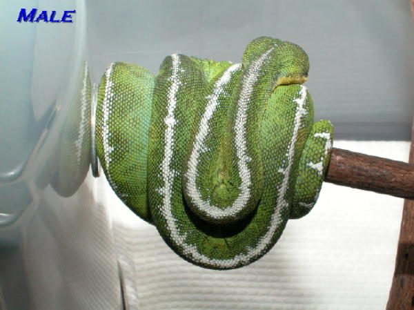 basin male 01