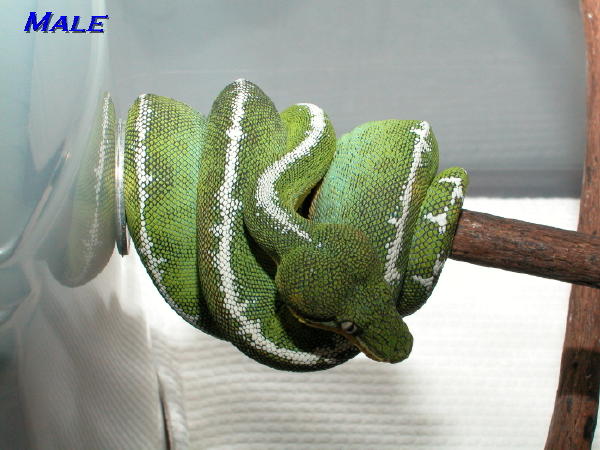 basin male 02