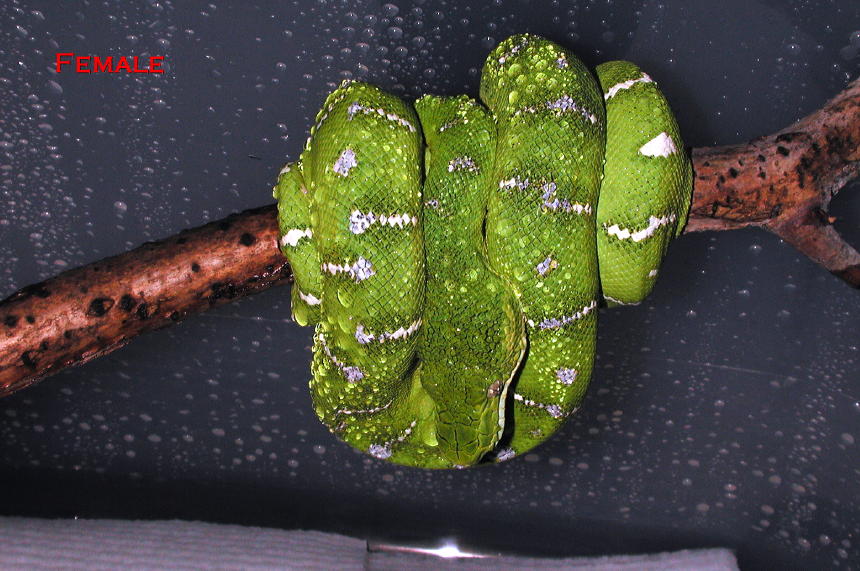 Emerald Tree Boa