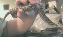 female hognose