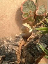 My Gorgeous Beardie 'Tickle'