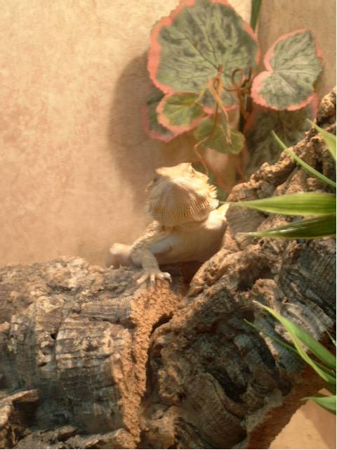 My Gorgeous Beardie 'Tickle'