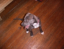 *Rescue Sittin' Pretty*