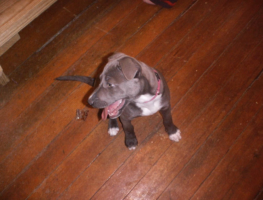 *Rescue Sittin' Pretty*
