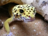 head shot