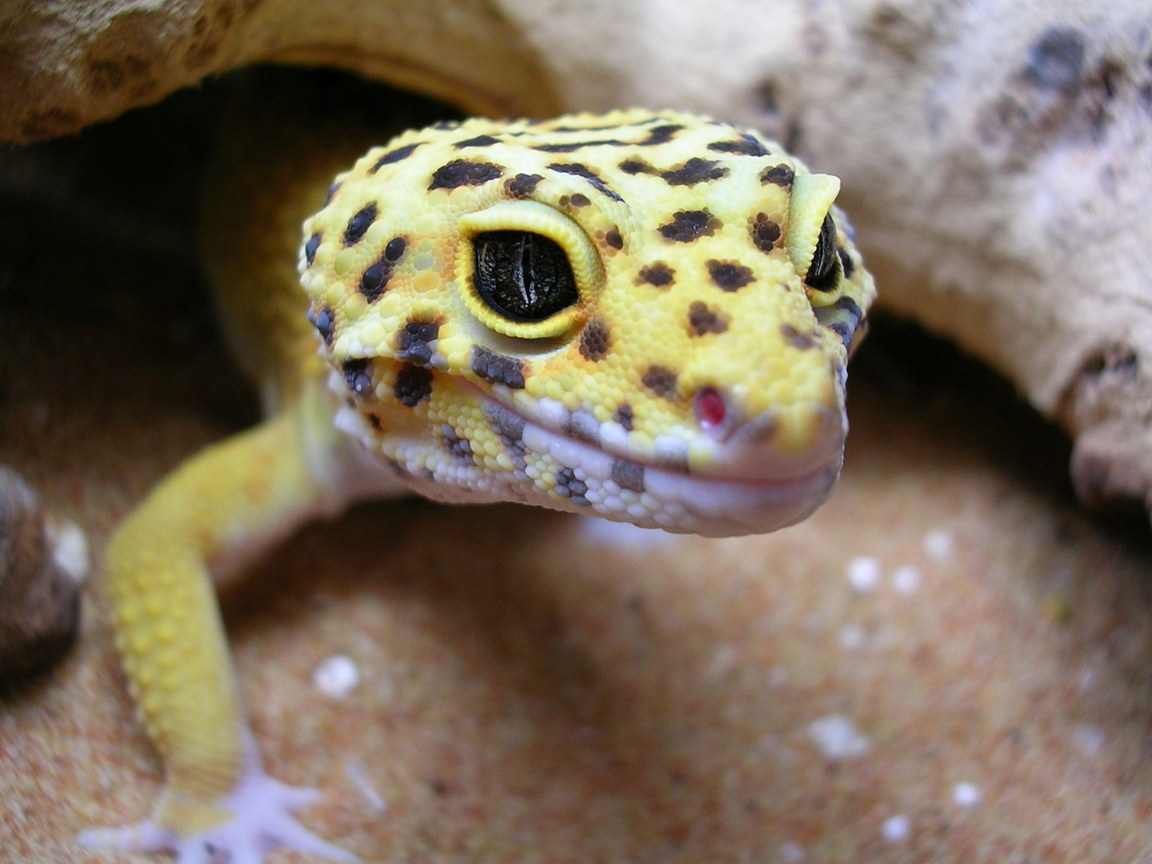 head shot