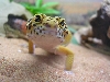 cheeky oscar