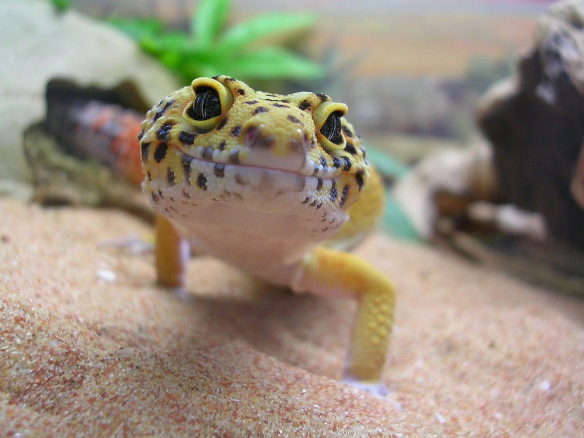 cheeky oscar