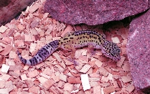 leonard