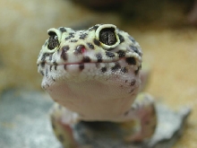 Cutie