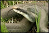 Blue Racer