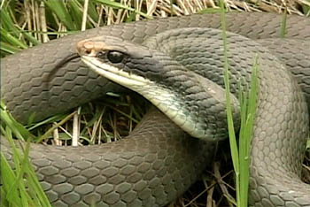Blue Racer