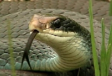 Blue Racer