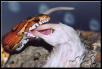 Oketee Eating