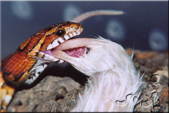 Oketee Eating