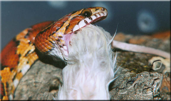 Oketee Eating