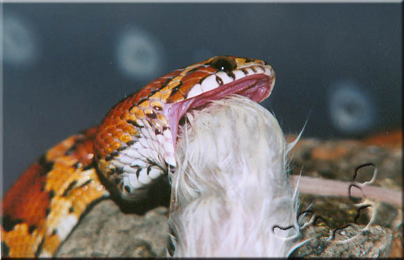 Oketee Eating