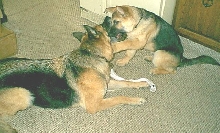 Bear & Ginger