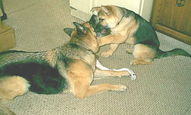 Bear & Ginger