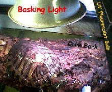 Basking area