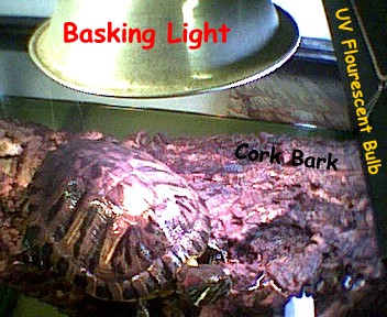 Basking area