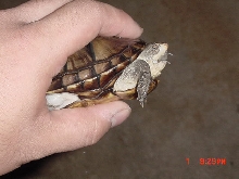 Unknown species 1