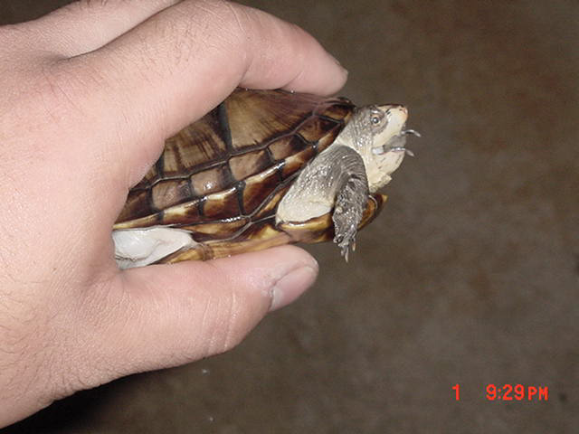 Unknown species 1