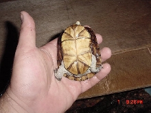 Unknown species 2