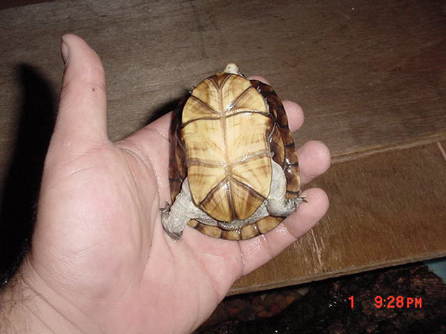 Unknown species 2