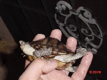 Unknown species 3