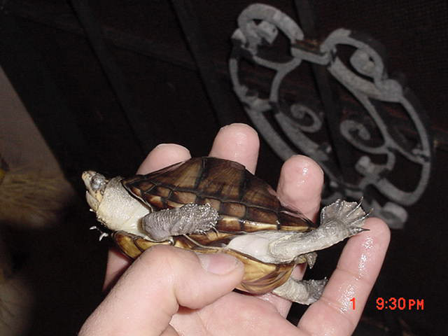 Unknown species 3