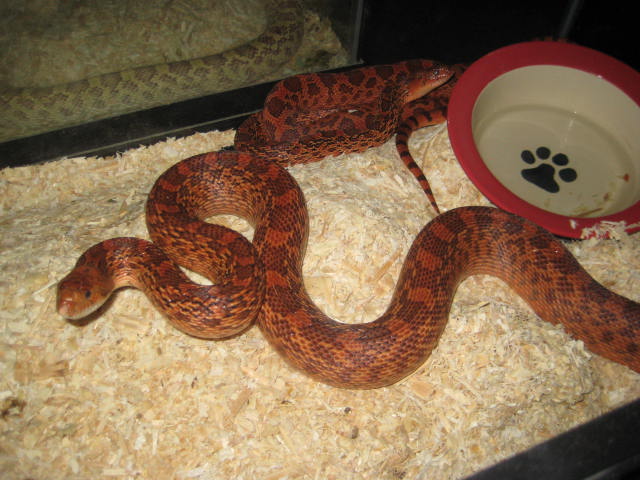 red bull female