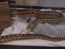 Pituophis sp?