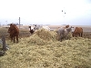 The herd