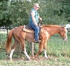 Rookie under saddle