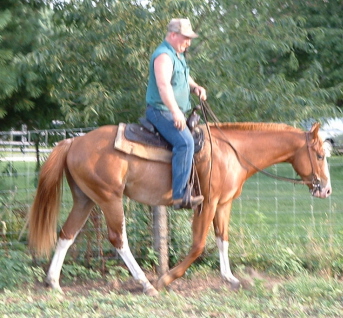 Rookie under saddle