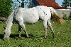 roaning