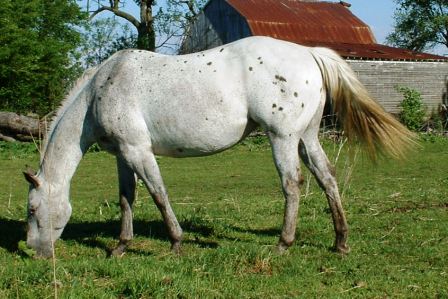 roaning