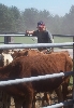 Cowboy Rex