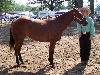 Sugar halter