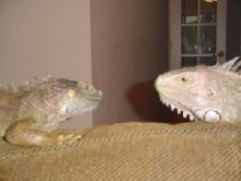 Boris and Zeph
