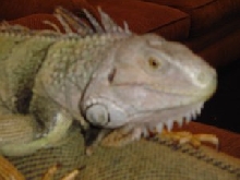 Boris