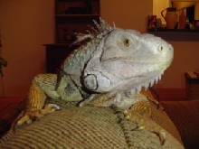 Boris