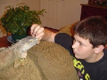 Iguana
