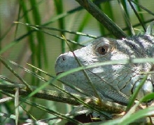 Zephyrs head