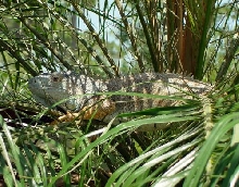 Zephyr the iguana