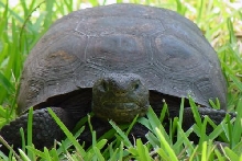 wild gopher tort