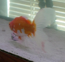 Moe the goldfish