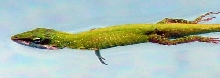 wild anole
