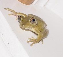 wild treefrog